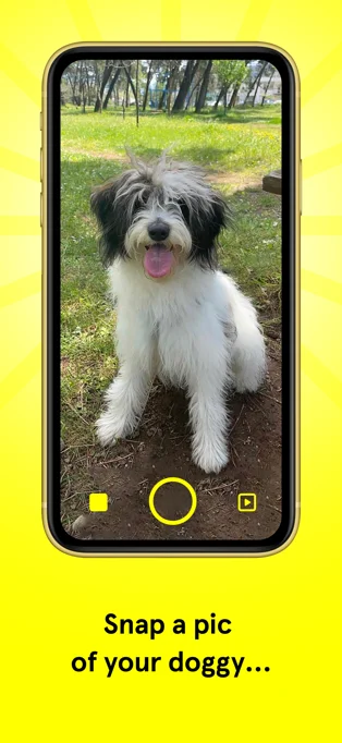 Dancing Dogs APP 封面2