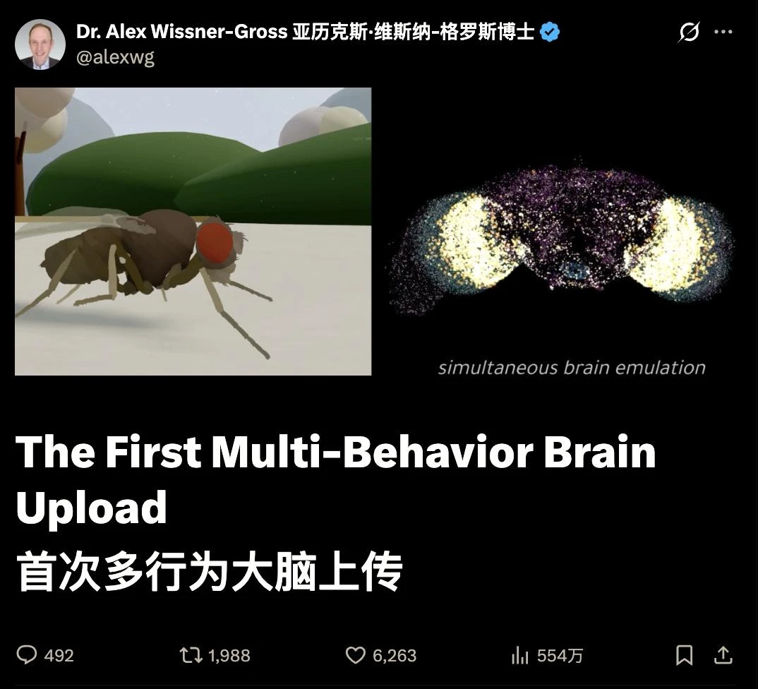 马斯克惊叹，首个赛博果蝇活了，多行为大脑完整上传，自主驱动数字躯壳