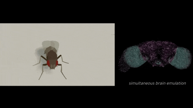 赛博果蝇活了，人类“数字永生”将成为现实？