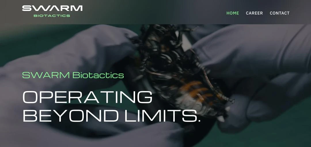 北约将活蟑螂的神经接入AI，化身无孔不入的赛博格侦察兵